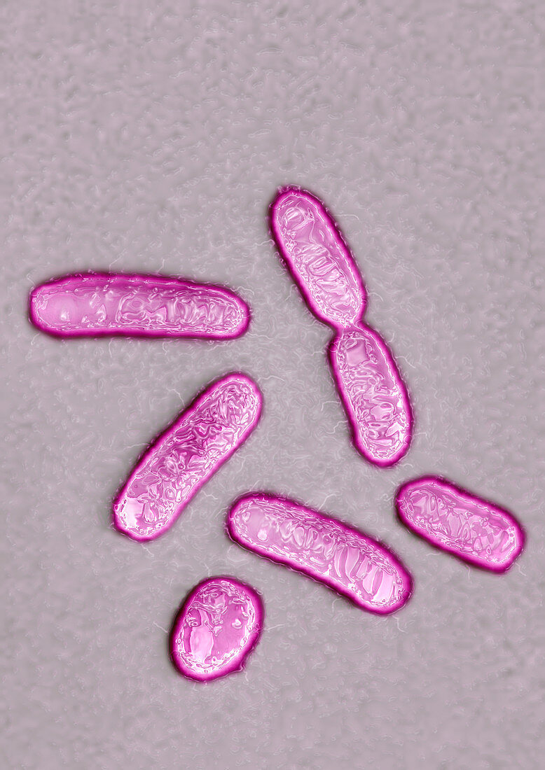 Pseudomonas bacteria,TEM