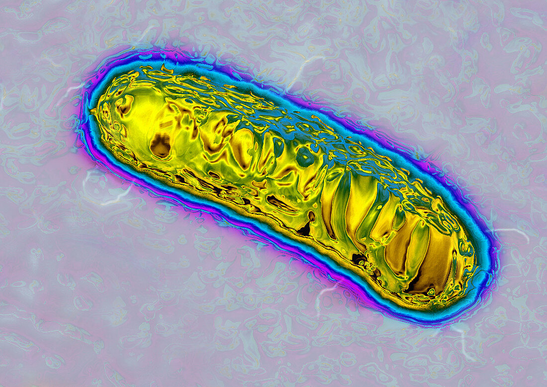 Pseudomonas bacterium,TEM