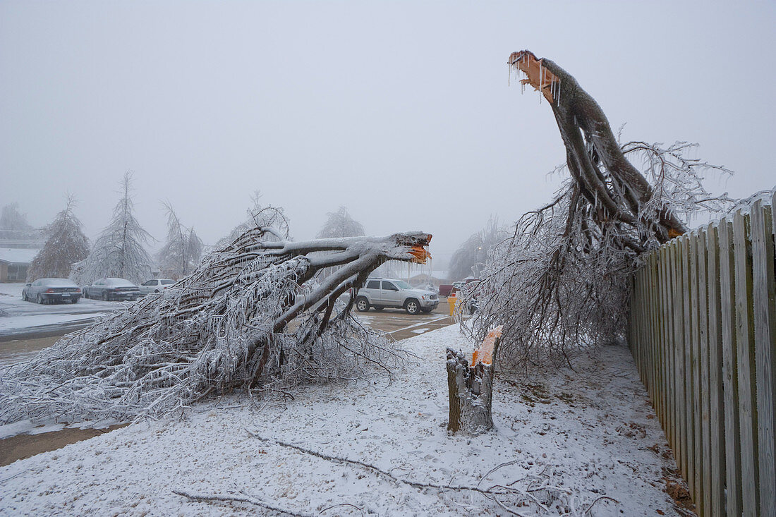 Ice Storm and Tree Damage