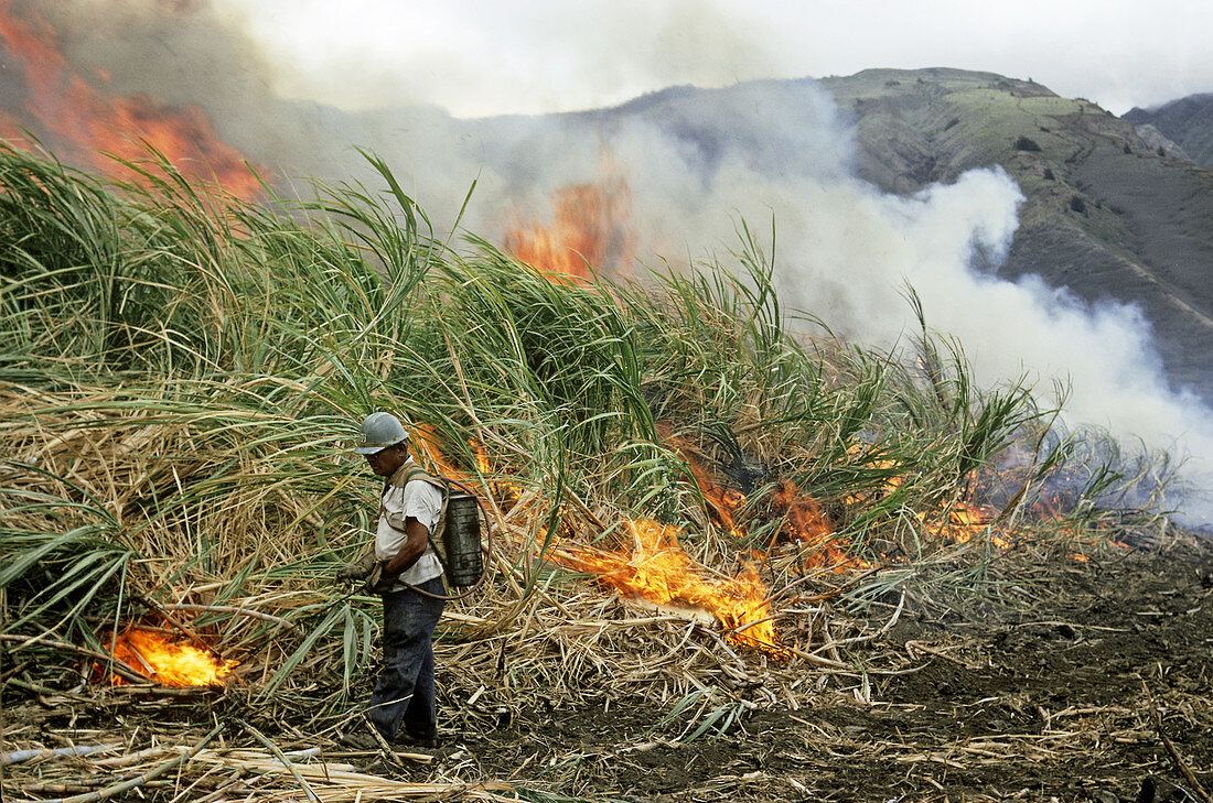 Burning Sugar Cane
