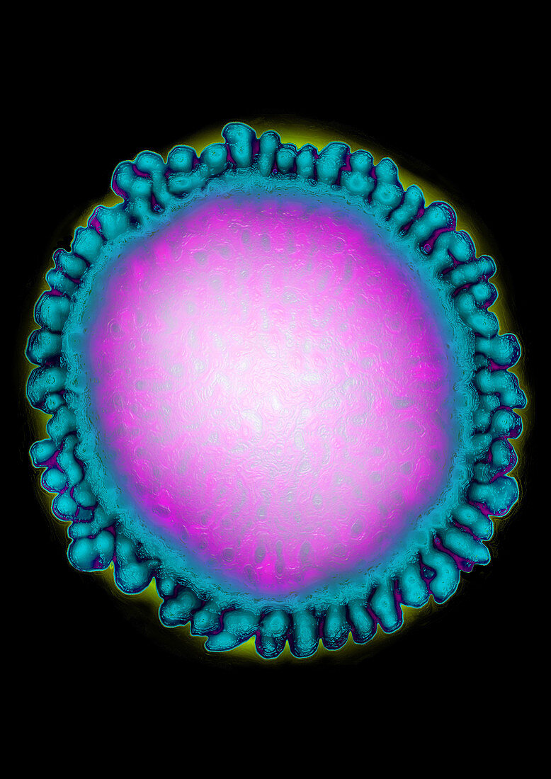 Human Corona Virus,TEM