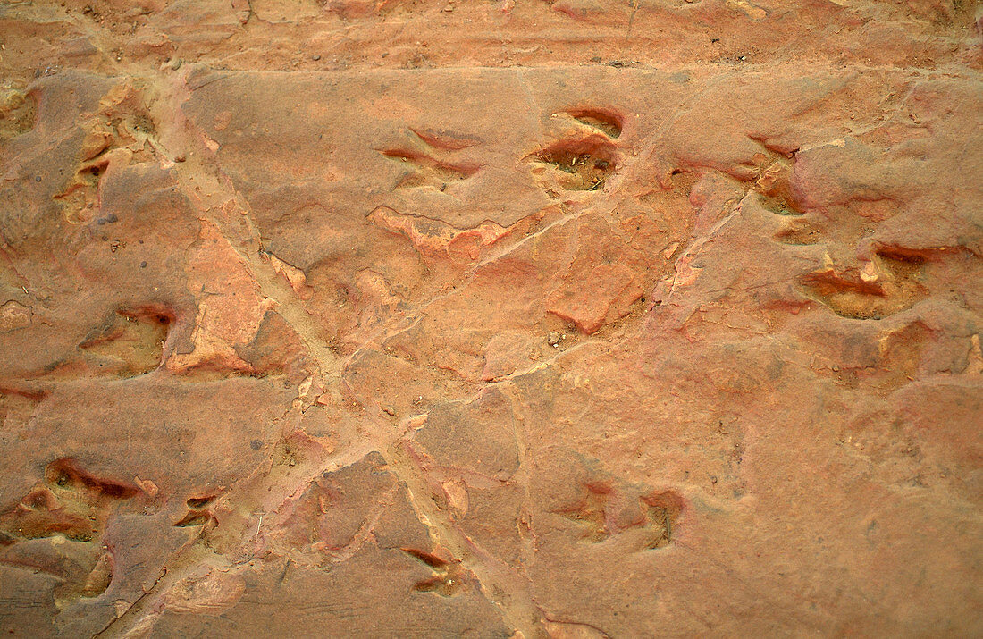 Dinosaur Footprints
