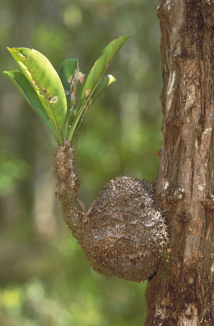 Ant Plant