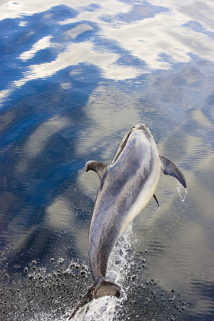 Bottle-Nosed Dolphins