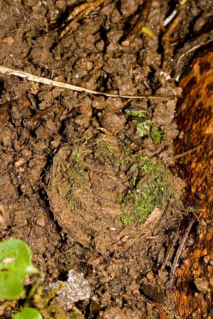 Trapdoor Spider Burrow