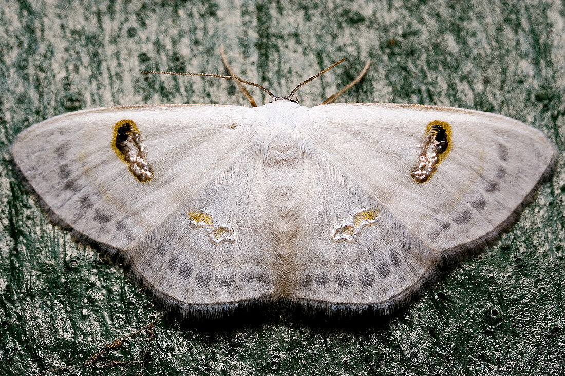 Geometroid Moth