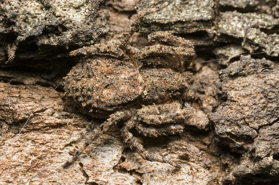 Crab Spider Camouflage