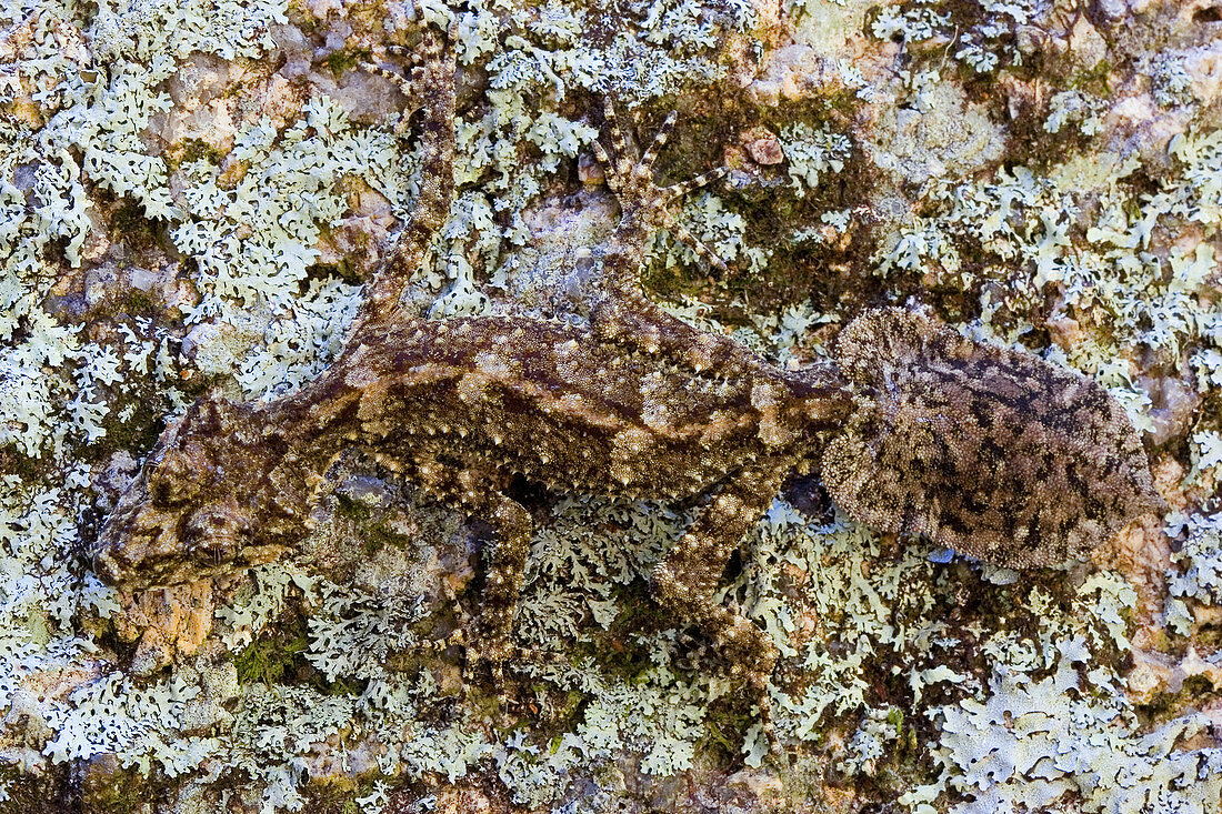 Border Leaf-tailed Gecko (Camouflaged)