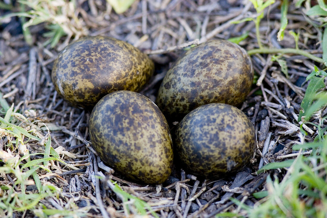 Masked plover eggs