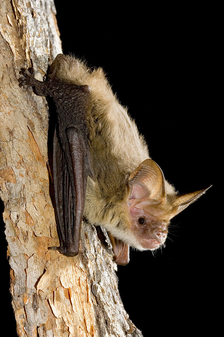 Greater long-eared bat