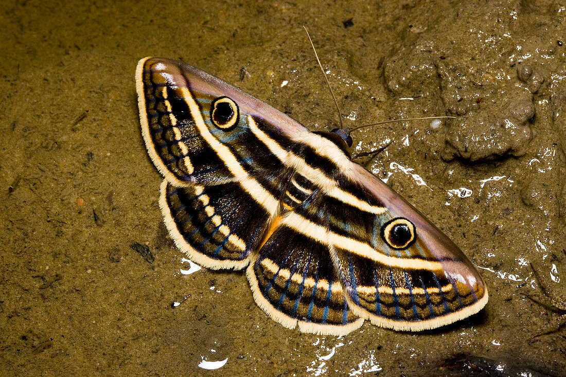 Noctuoid moth