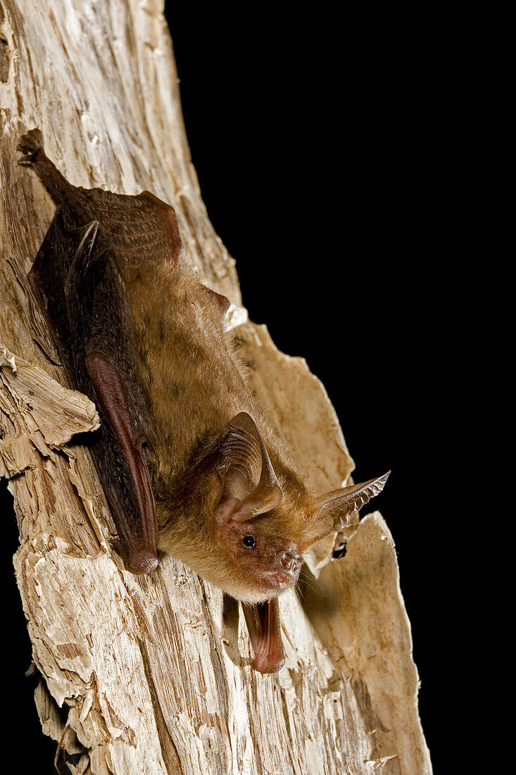 Northern longeared bat