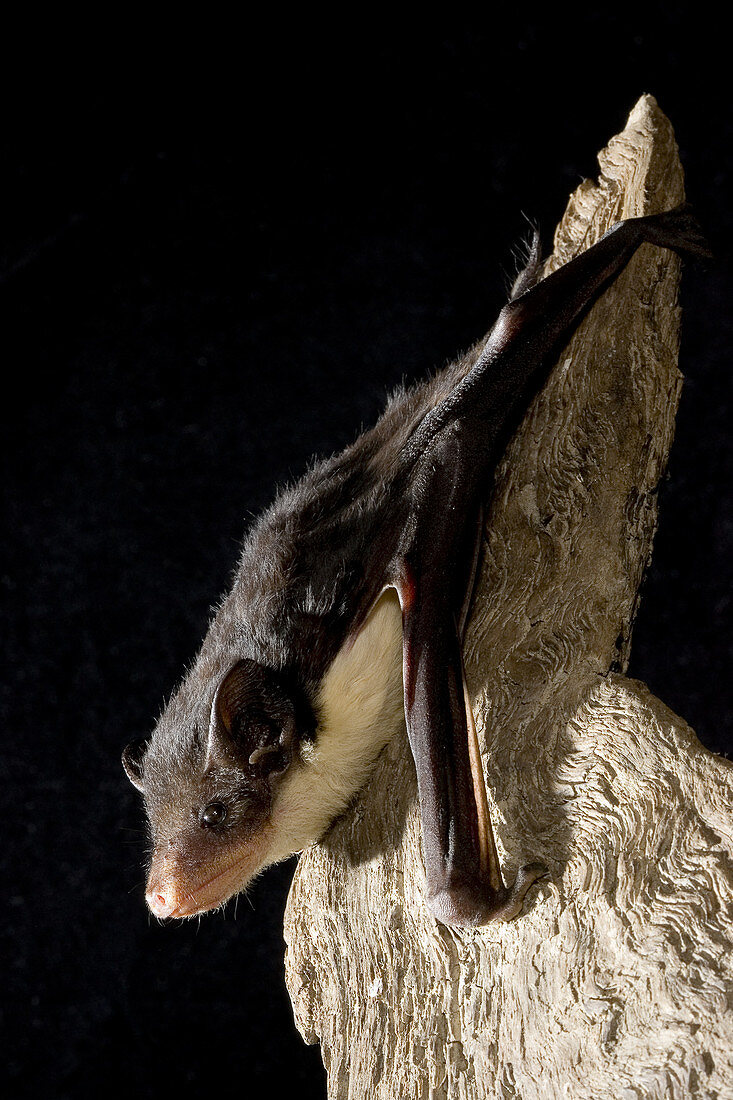 Yellow-bellied sheathtail bat