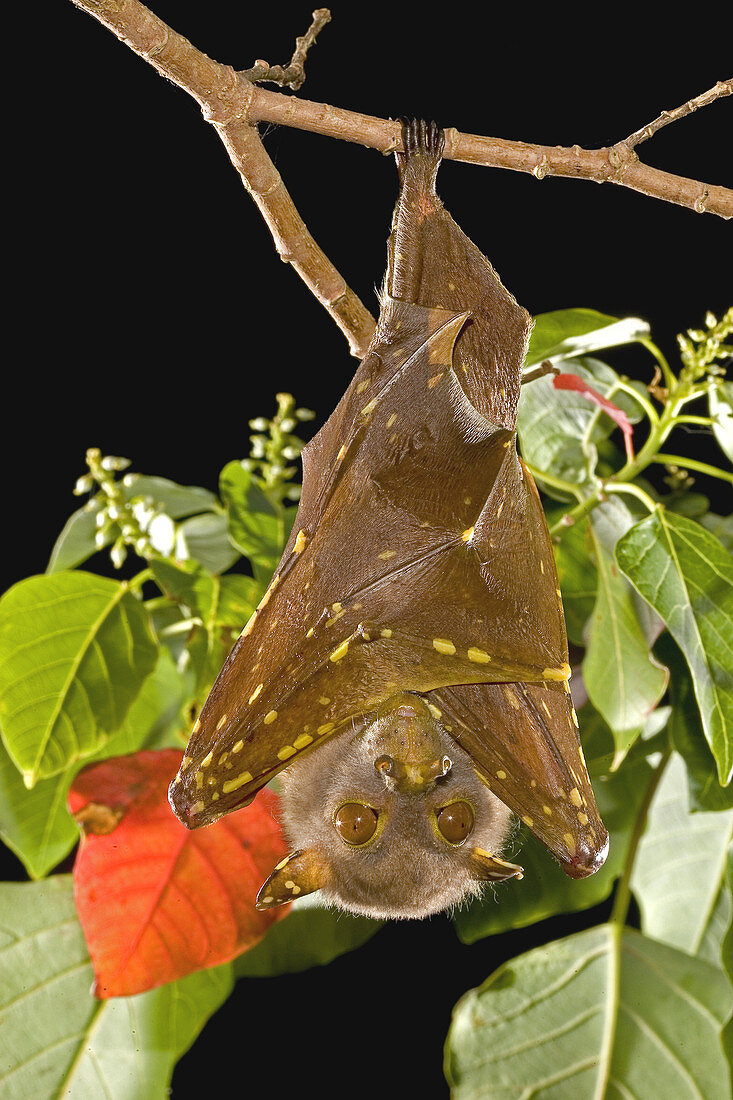 Eastern tubenosed bat