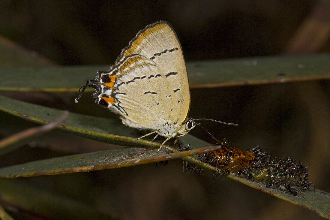 Imperial Hairstreak Butterfly