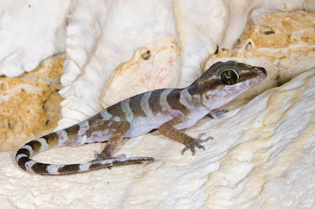 Ring-tailed Gecko