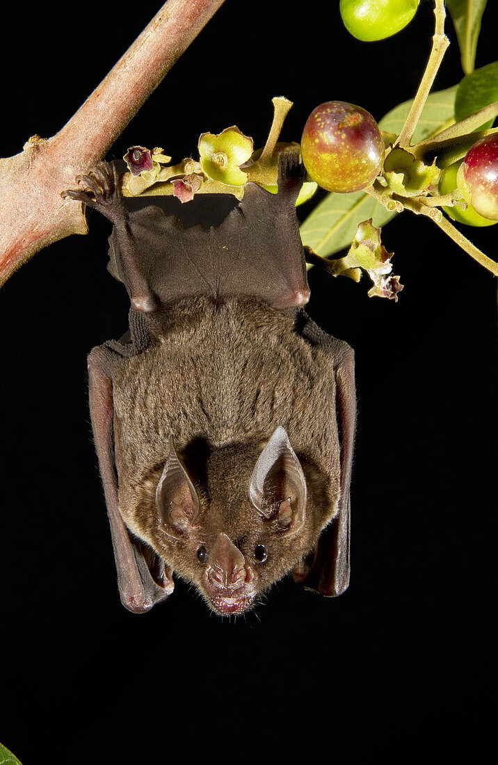 Spear-nosed Bat