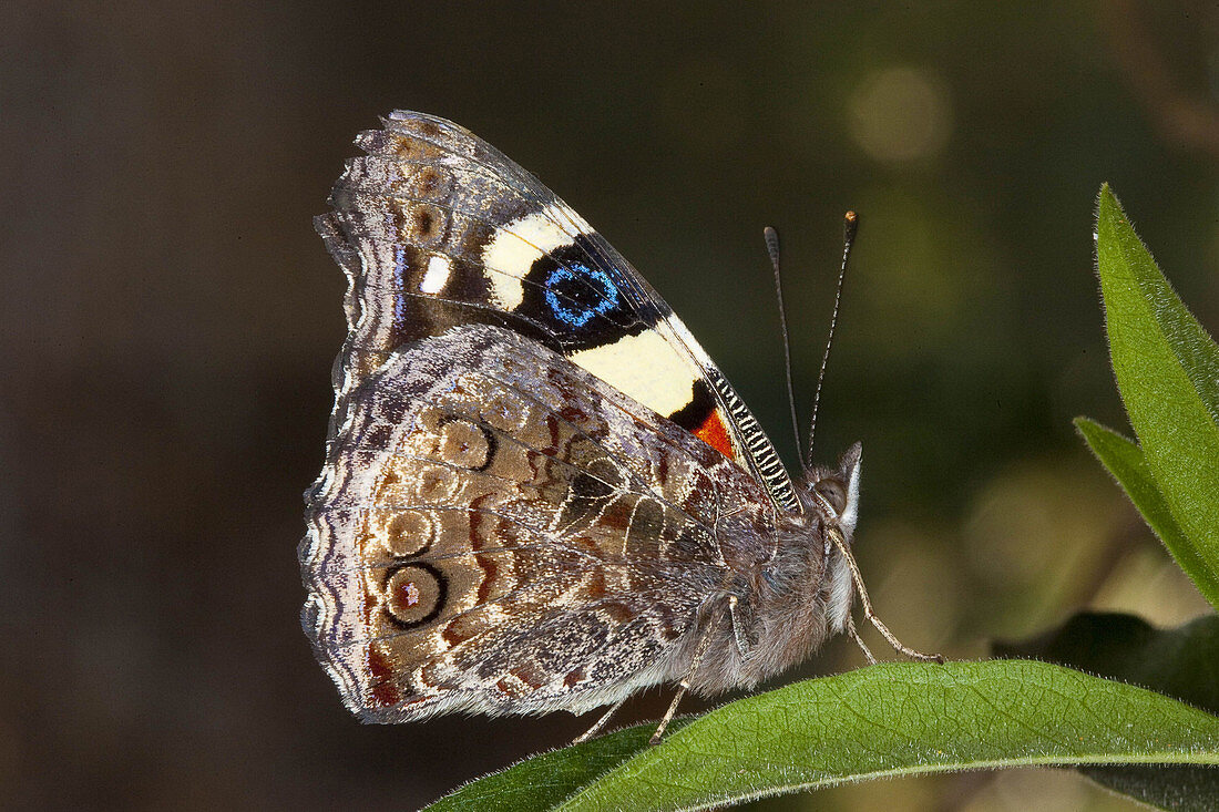 Australian Admiral Butterfly