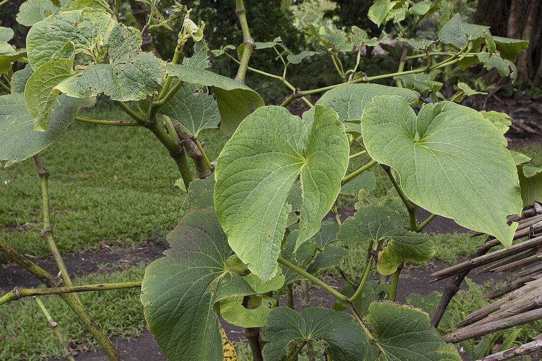 Kava plant