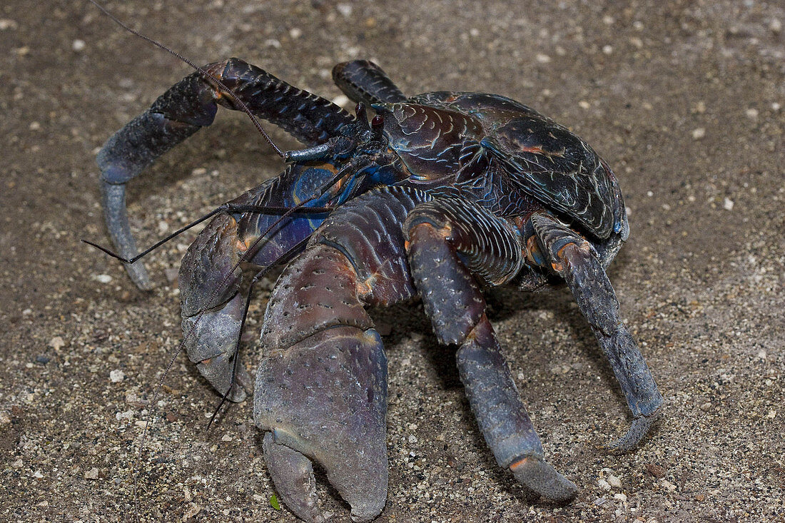 Coconut Crab