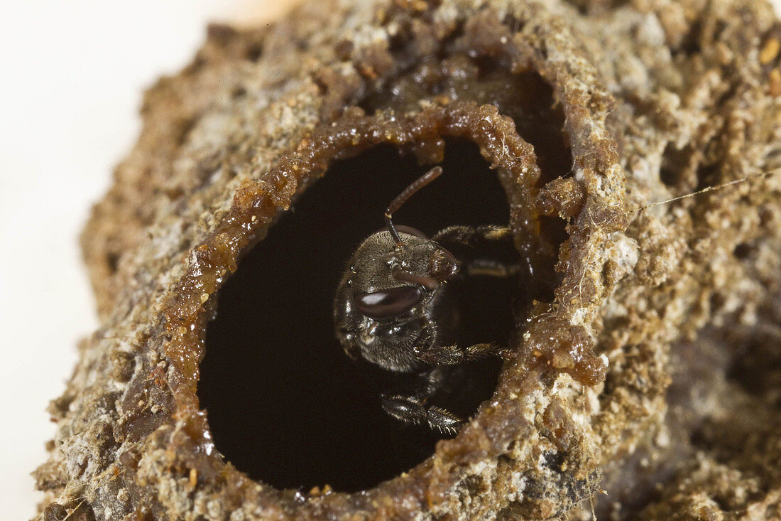 Native Bee at its nest