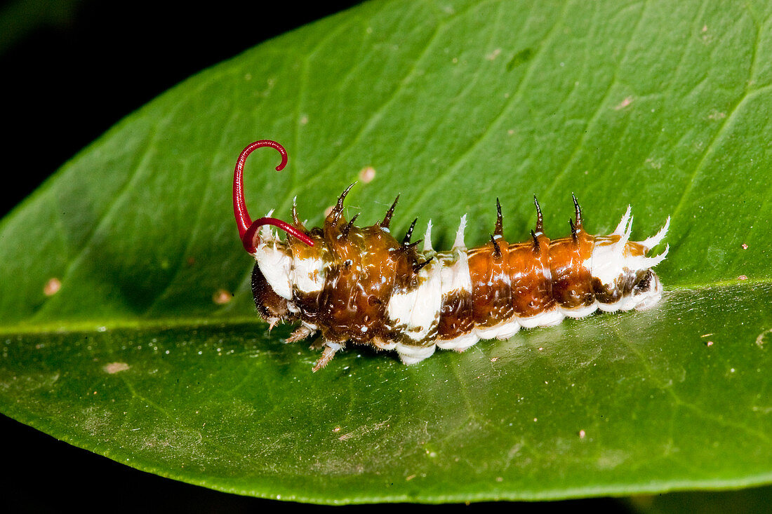 Orchard Butterfly Larva