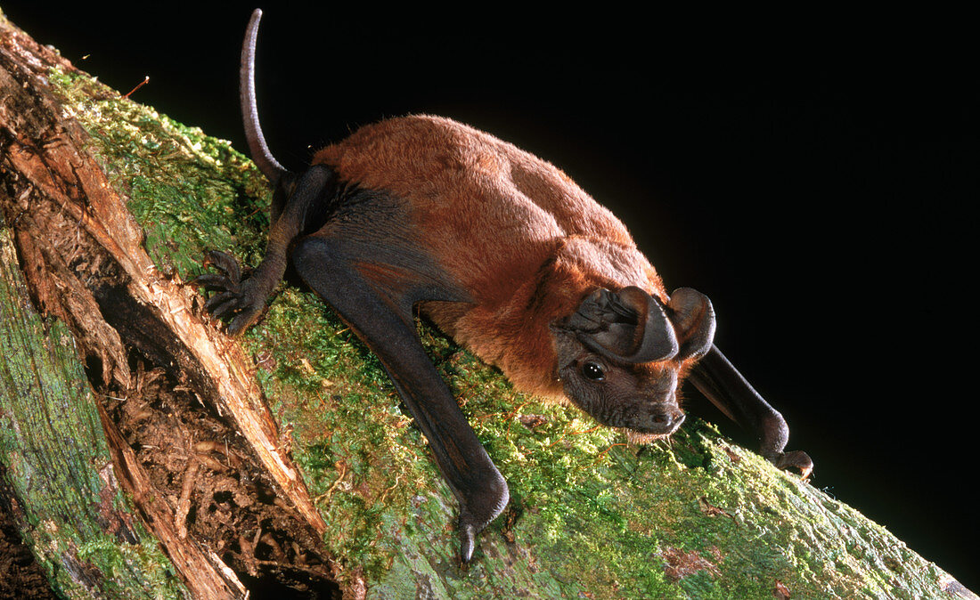 Malayan Free-tailed Bat (Mops mops)