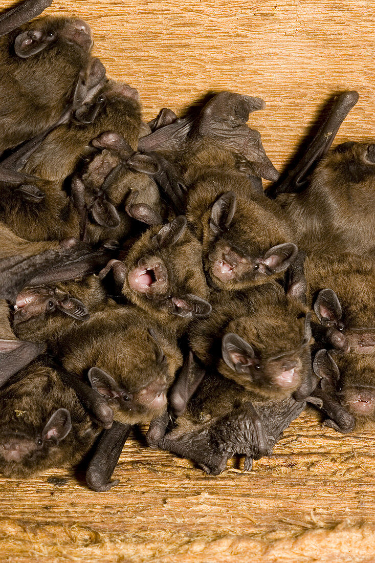 Chocolate wattled bats
