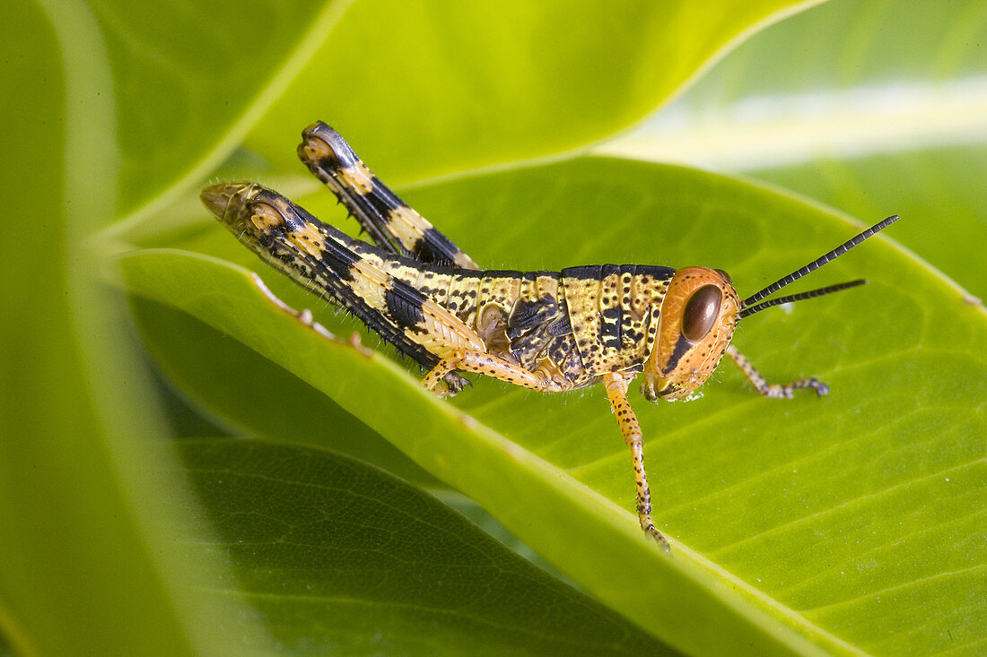 Grasshopper juvenile instar