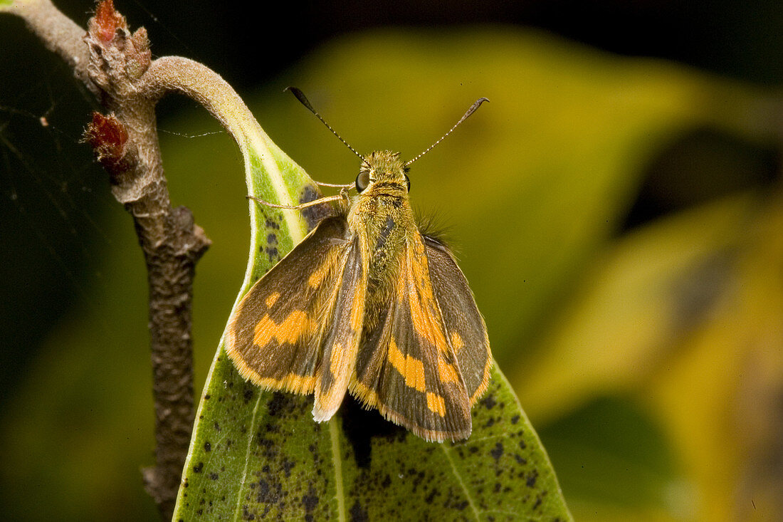Yellow-banded dart butterfly