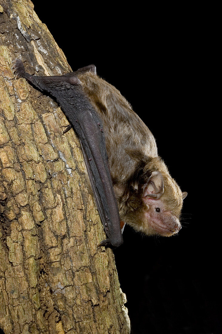 Greater broad-nosed bat