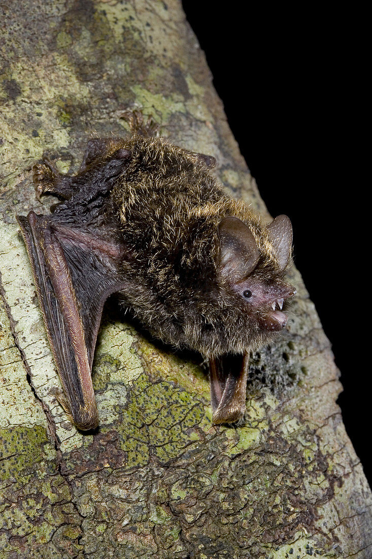Golden-tipped bat