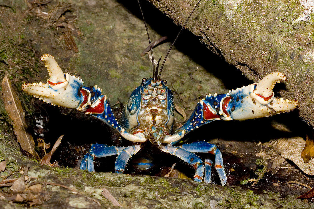 Lamington spiny crayfish