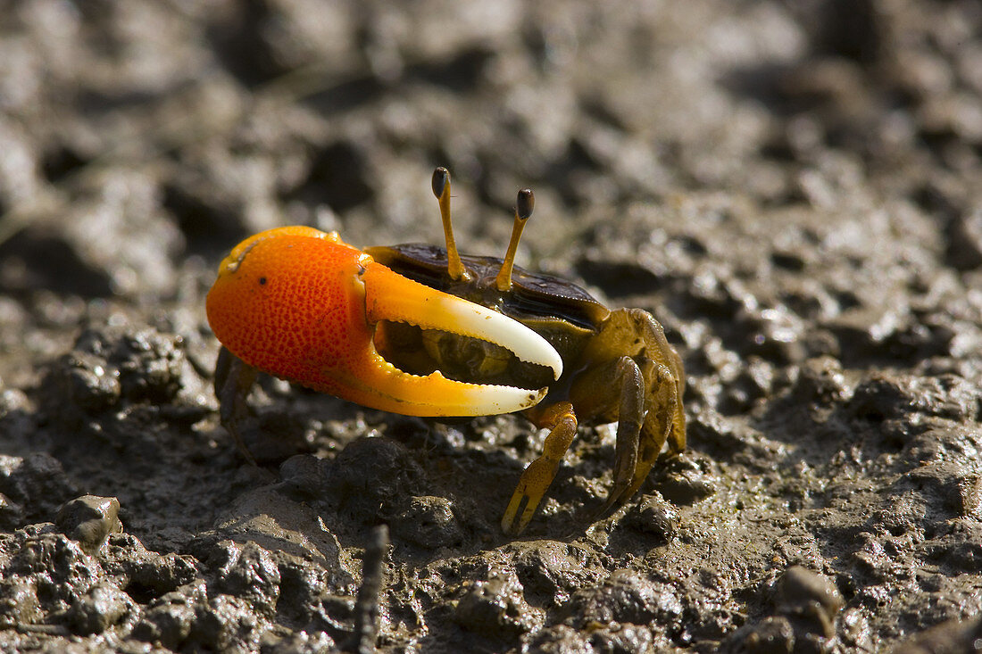 Orange-clawed fiddler crab