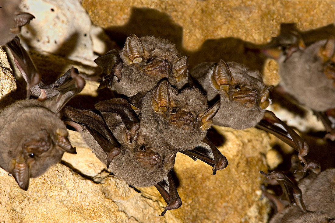 Eastern sheathtail bats