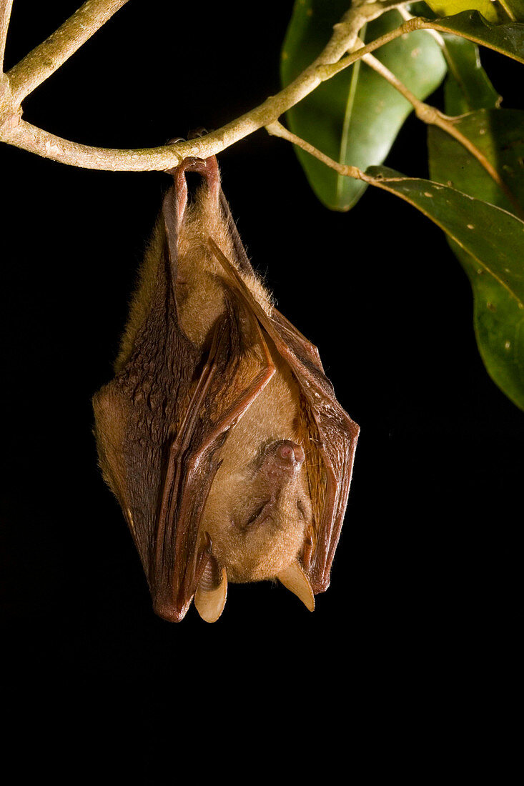 Eastern Blossom Bat