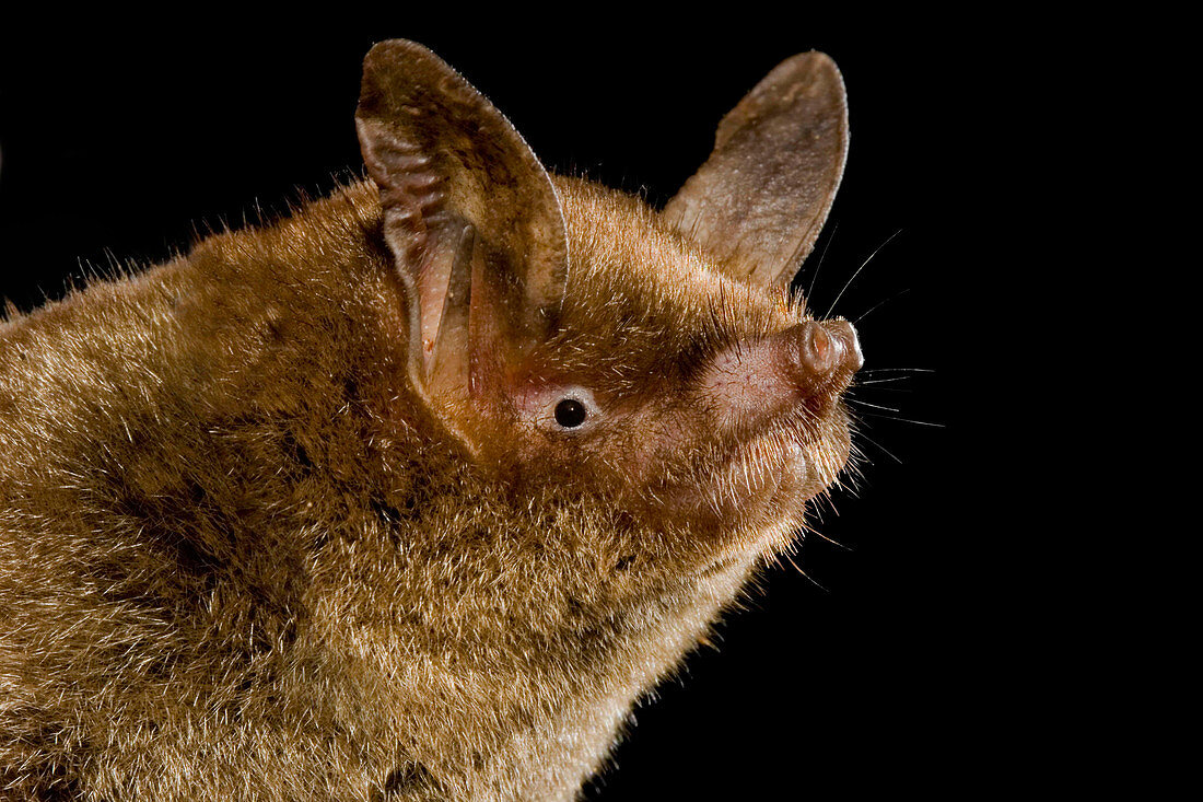 New Zealand Lesser Short-tailed Bat