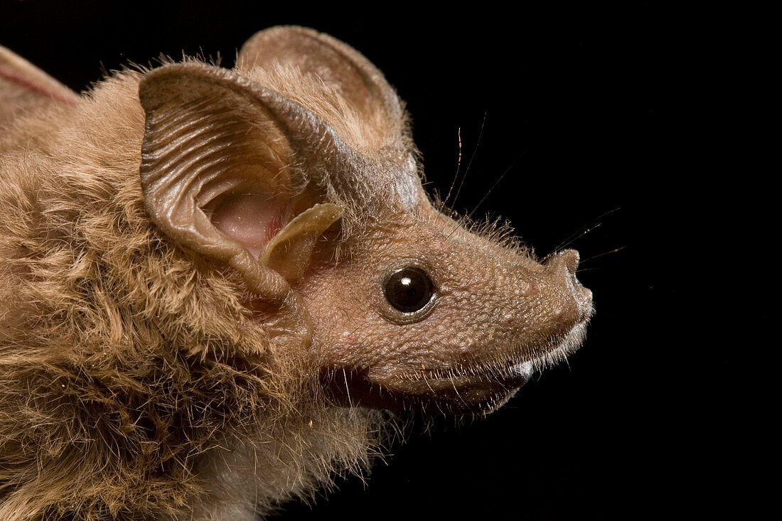 Hardwick's Mouse-tailed Bat