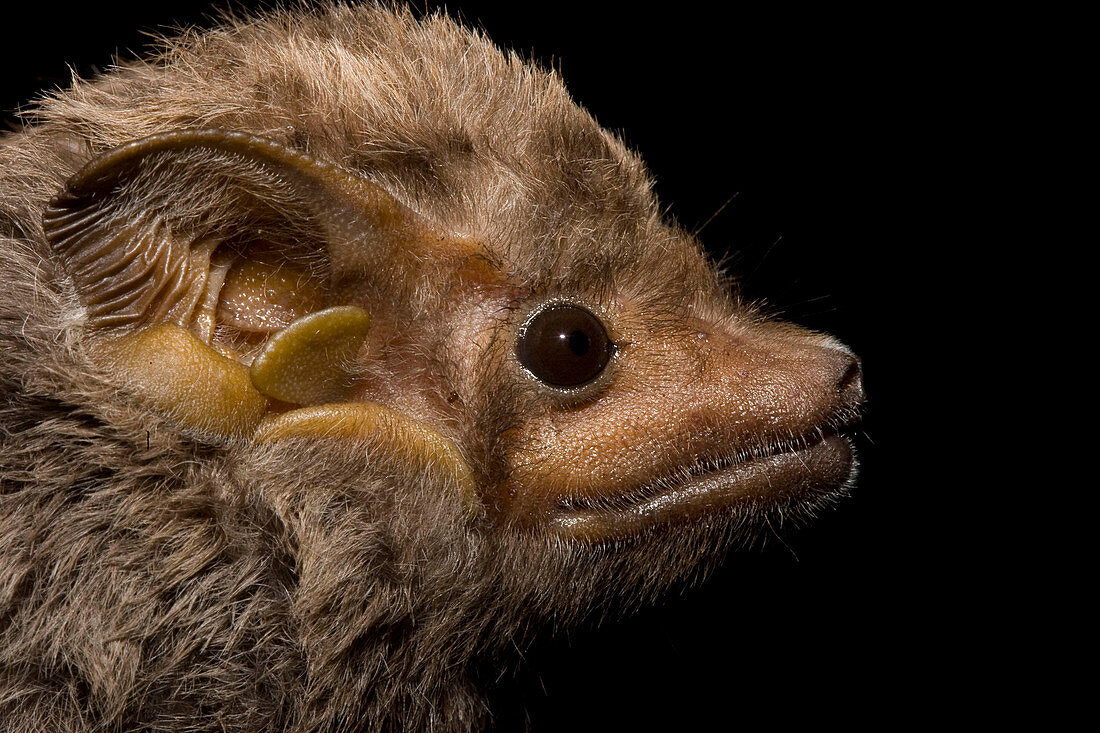 Eastern Sheath-tailed Bat