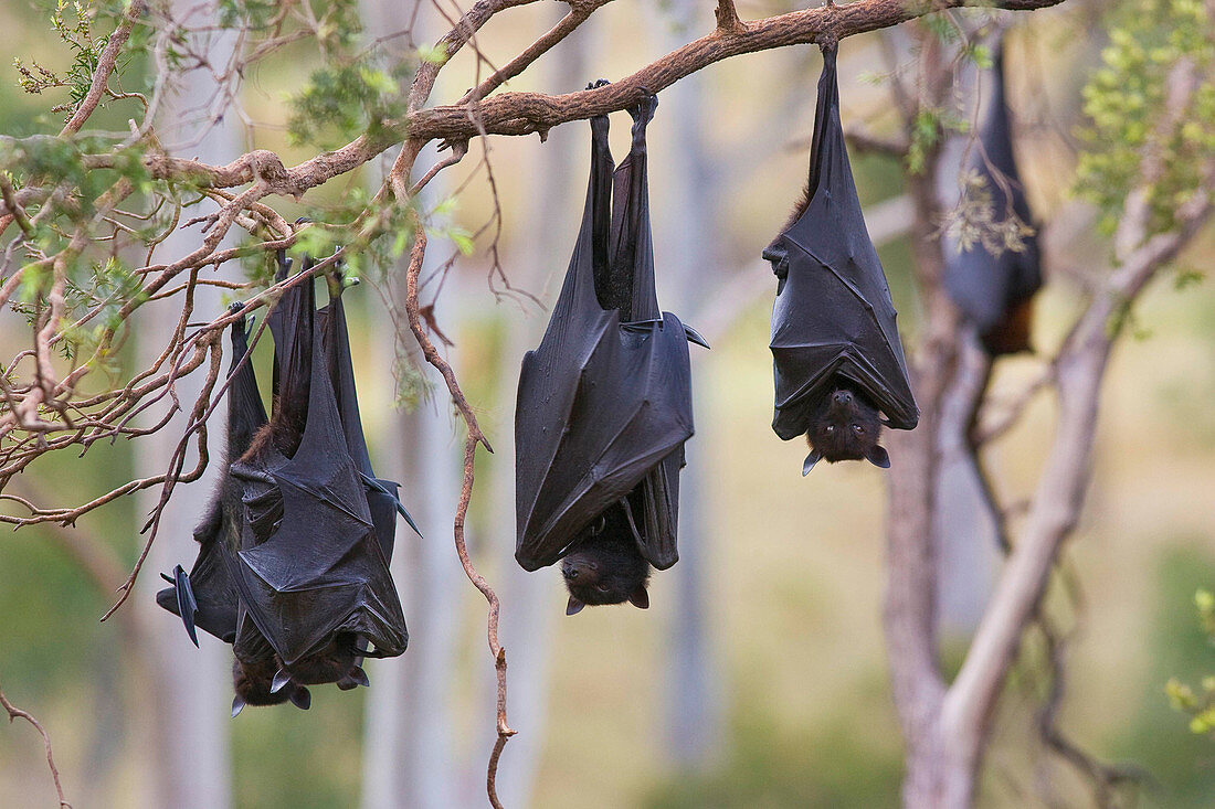 Black Flying Foxes