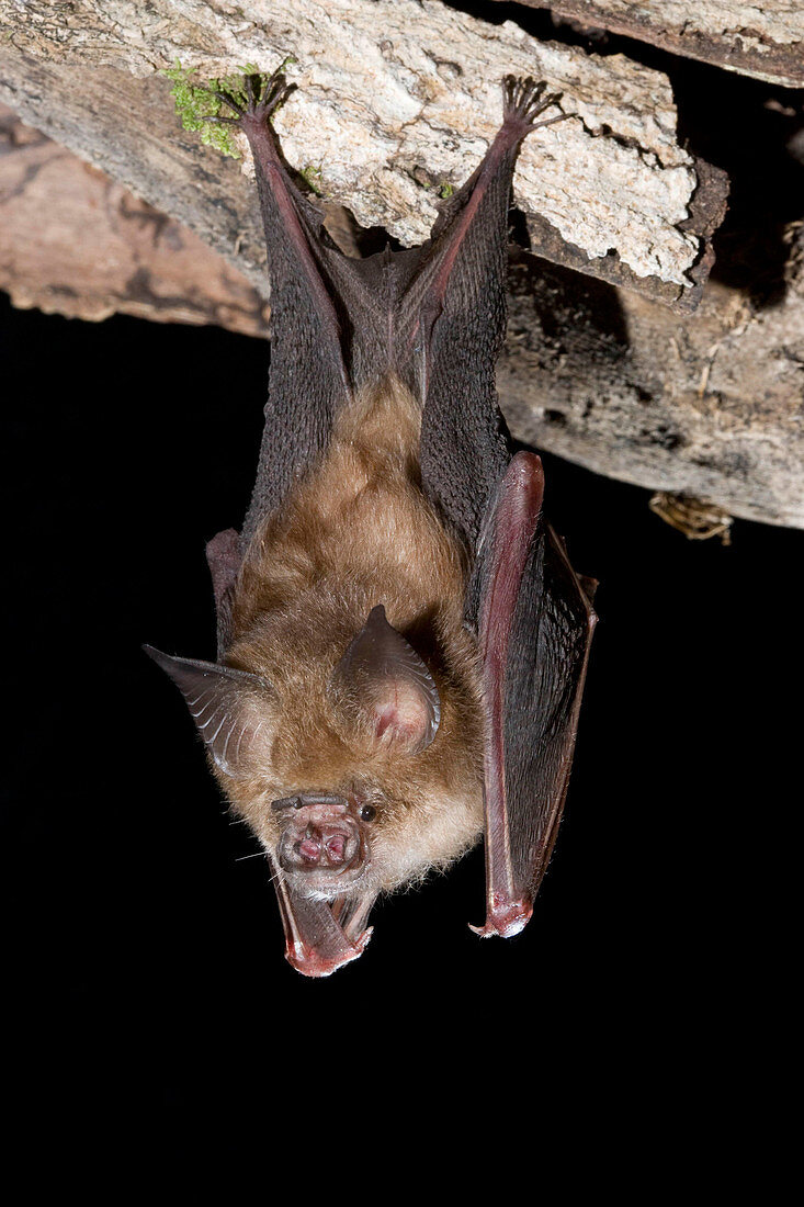 Semon's Leafnosed Bat