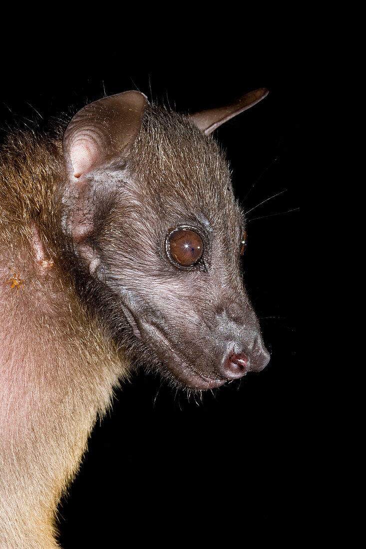 Bare-backed Fruit Bat