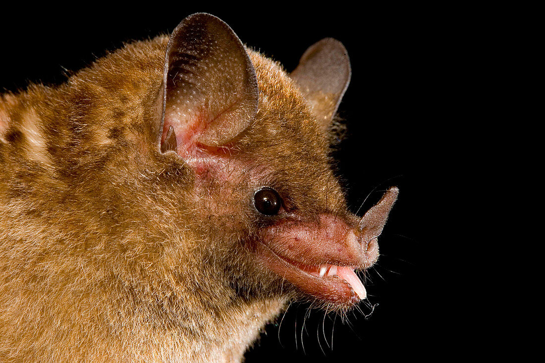 Long-tongued Bat
