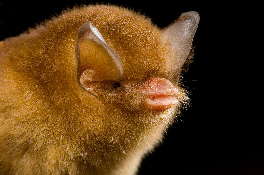 Funnel-eared Bat