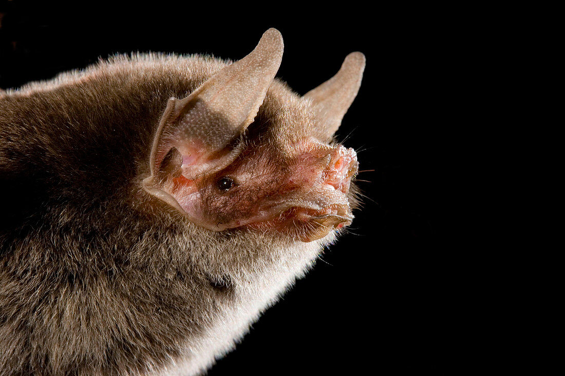Naked-backed Bat