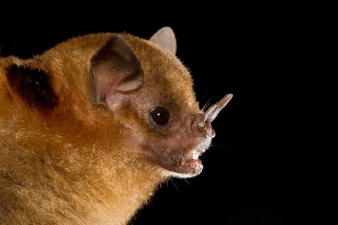 Yellow-shouldered Bat