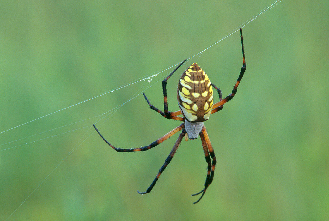 Black and Yellow Argiope