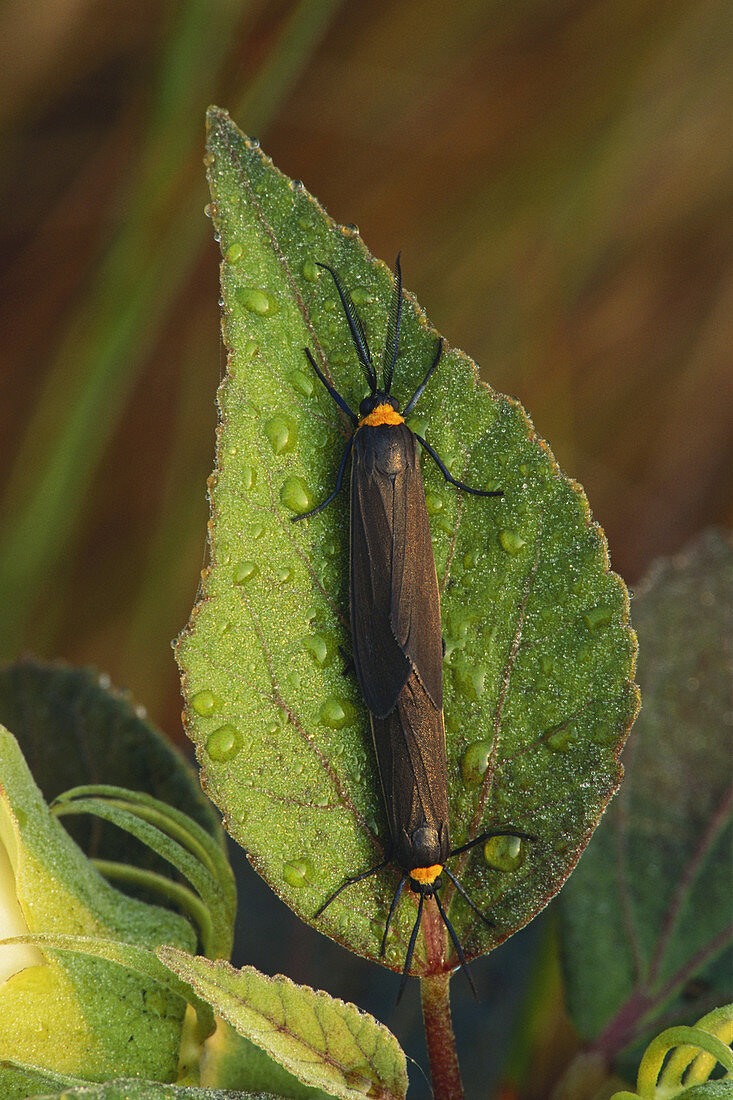 Virginia Ctenucha Moths
