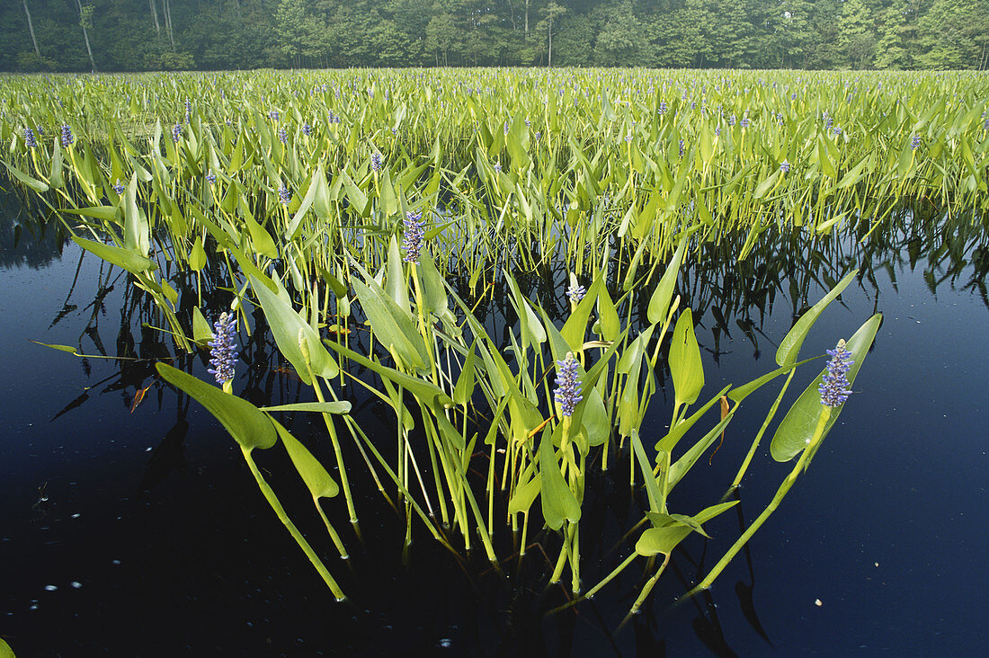 Pickerelweed