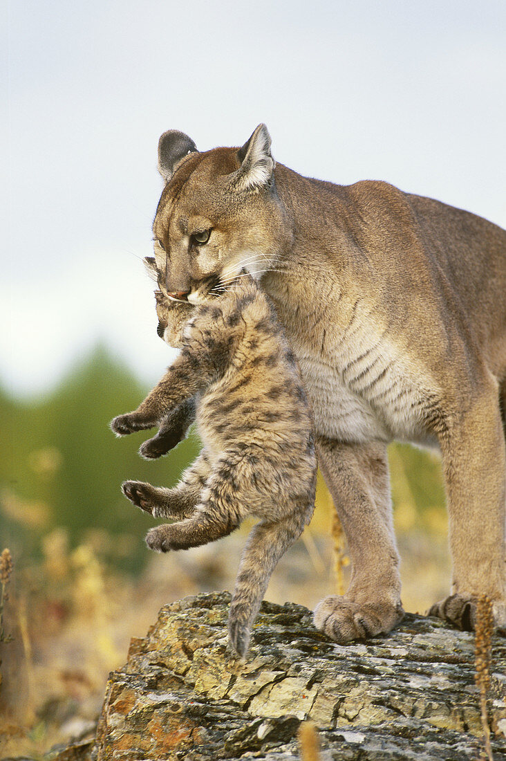 Mountain Lion mother and cub